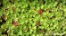 Bodziszek korzeniasty (Geranium macrorrhizum) - zestaw 10 sztuk