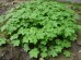 Bodziszek korzeniasty (Geranium macrorrhizum) - zestaw 10 sztuk