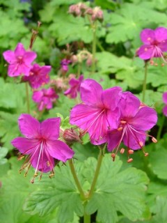 Bodziszek korzeniasty (Geranium macrorrhizum) - zestaw 10 sztuk