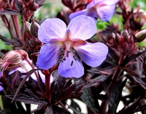 Bodziszek łąkowy 'Midnight Reiter' (Geranium pratense)