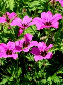 Bodziszek 'Patrycia' (Geranium)