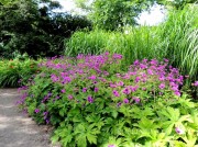 Bodziszek 'Patrycia' (Geranium)