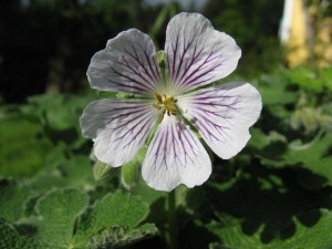 Bodziszek Renarda (Geranium renardii) 