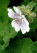 Bodziszek Renarda (Geranium renardii) 