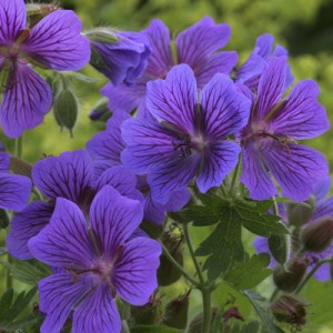 Bodziszek wspaniały ‘Rosemoor’ (Geranium magnificum)