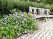 Bodziszek mieszańcowy 'Rozanne' (Geranium x hybridum)