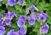 Bodziszek wspaniały ‘Rosemoor’ (Geranium magnificum)