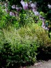 Bodziszek żałobny (Geranium phaeum) 