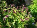 Bodziszek żałobny (Geranium phaeum) 