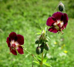 Bodziszek żałobny (Geranium phaeum) 