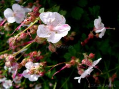 Bodziszek żałobny 'Alba' (Geranium phaeum) 