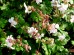 Bodziszek żałobny 'Alba' (Geranium phaeum) 