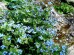 Brunera wielkolistna ‘Silver Wings’ (Brunnera macrophylla)