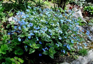 Brunera wielkolistna 'Sea Heart' (Brunnera macrophylla) zestaw 10 sztuk