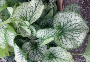 Brunera wielkolistna ‘Alexander’s Great’ (Brunnera macrophyla)