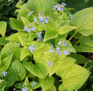 Brunera wielkolistna 'Diane's Gold' (Brunnera macrophylla)