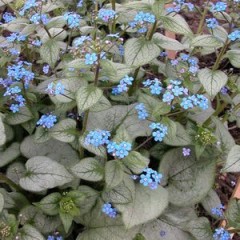 Brunera wielkolistna 'Silver Heart' (Brunnera macrophylla) zestaw 10 sztuk