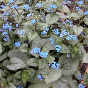 Brunera wielkolistna 'Silver Heart' (Brunnera macrophylla) zestaw 10 sztuk