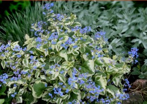 Brunera wielkolistna ‘Variegata’ (Brunnera macrophyla)