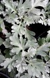 Bylica Stellera 'Silver Brocade' (Artemisia stelleriana)