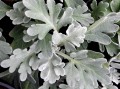 Bylica Stellera 'Silver Brocade' (Artemisia stelleriana)