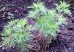 Bylica boże drzewko (Artemisia abrotanum)