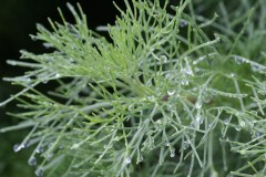 Bylica boże drzewko (Artemisia abrotanum)