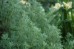 Bylica boże drzewko (Artemisia abrotanum)