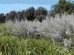 Bylica piołun (Artemisia absinthium) ODSTRASZA KOMARY