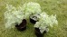 Bylica piołun (Artemisia absinthium) ODSTRASZA KOMARY