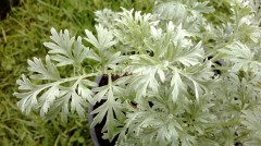 Bylica piołun (Artemisia absinthium) ODSTRASZA KOMARY