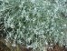Bylica Schmidta 'Silver Mound' (Artemisia schmidtii)