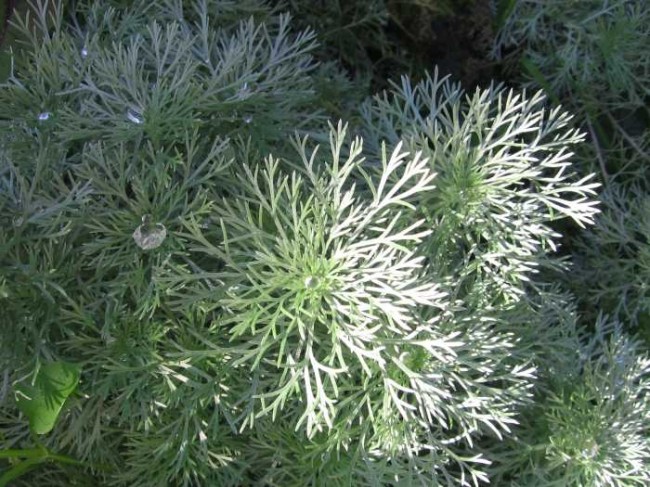 Bylica Schmidta 'Silver Mound' (Artemisia schmidtii)