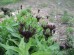 Chaber górski 'Black Sprite' (Centaurea montana)