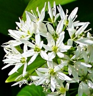 Czosnek niedźwiedzi (Allium ursinum)