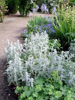 Czyściec wełnisty (Stachys byzantina) - zestaw 10 sztuk