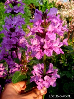 Czyściec wielkokwiatowy ‘Superba’ (Stachys grandiflora ‘Superba’)