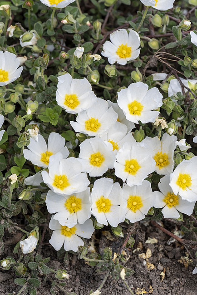 Czystek tępolistny (Cistus × obtusifolius)
