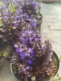 Dąbrówka rozłogowa ‘Black Scallop’ (Ajuga reptans) 