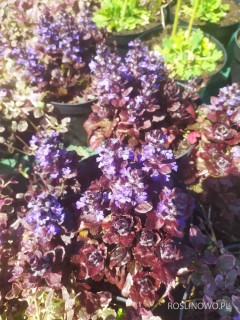 Dąbrówka rozłogowa ‘Chocolate Chips’ (Ajuga reptans) 