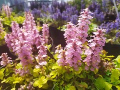 Dąbrówka rozłogowa ‘Gold Chanq’ (Ajuga reptans) 