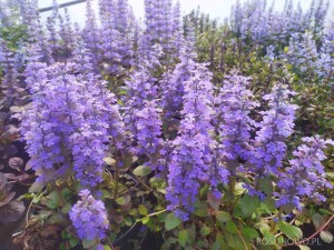 Dąbrówka rozłogowa ‘Braunherz’ (Ajuga reptans) 