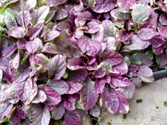 Dąbrówka rozłogowa ‘Burgundy Glow’ (Ajuga reptans) - zestaw 10 sztuk