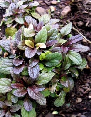 Dąbrówka rozłogowa ‘Mahogany’ (Ajuga reptans)