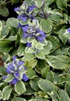 Dąbrówka rozłogowa ‘Variegata’ (Ajuga reptans) - Zestaw 10 sztuk