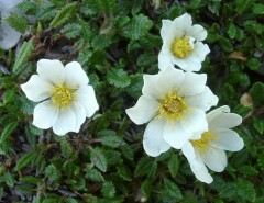 Dębik ośmiopłatkowy (Dryas octopetala)