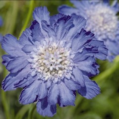 Drakiew kaukaska 'Perfecta' (Scabiosa caucasica 'Perfecta')