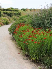 Dzielżan jesienny 'Helena Red Shades' (Helenium autumnale)