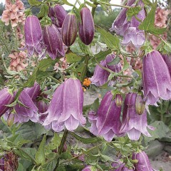 Dzwonek kropkowany 'Elizabeth' (Campanula punctata 'Elizabeth')