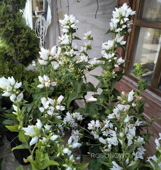 Dzwonek skupiony, główkowaty 'Alba' (Campanula glomerata)